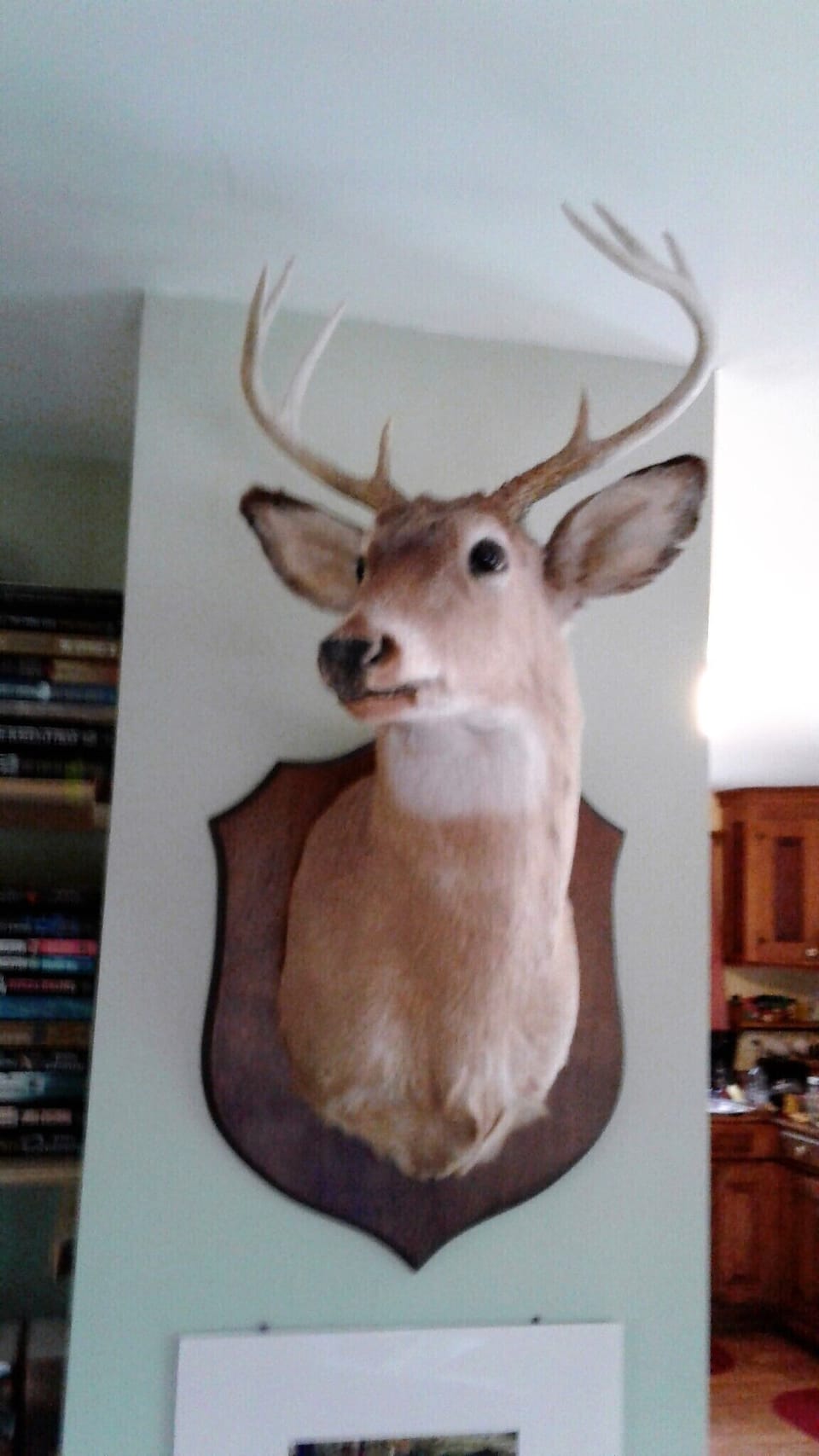 8 point buck, Tupper Lake, NY