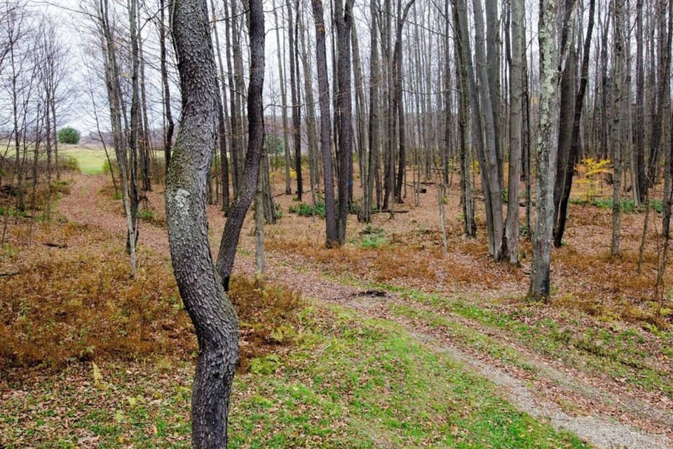 Walking path to the Stargazing field