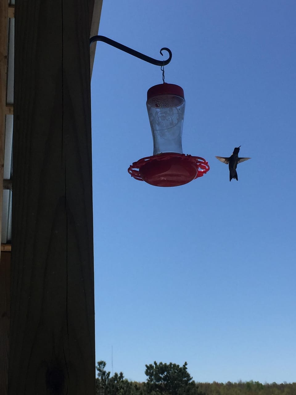 The hummingbirds are here!