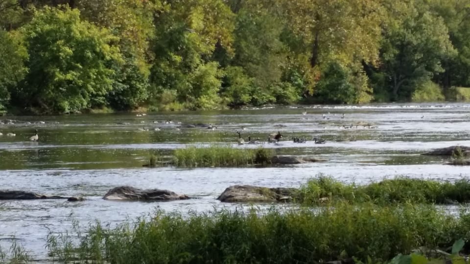 Captain's Geese!