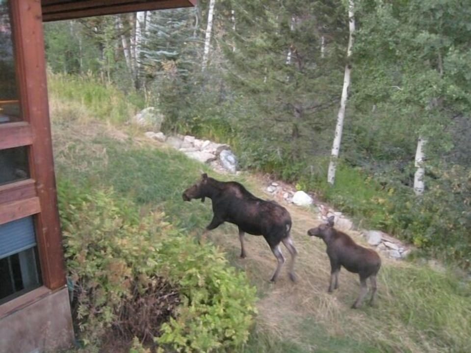 Ambling off after slurping down moose pond