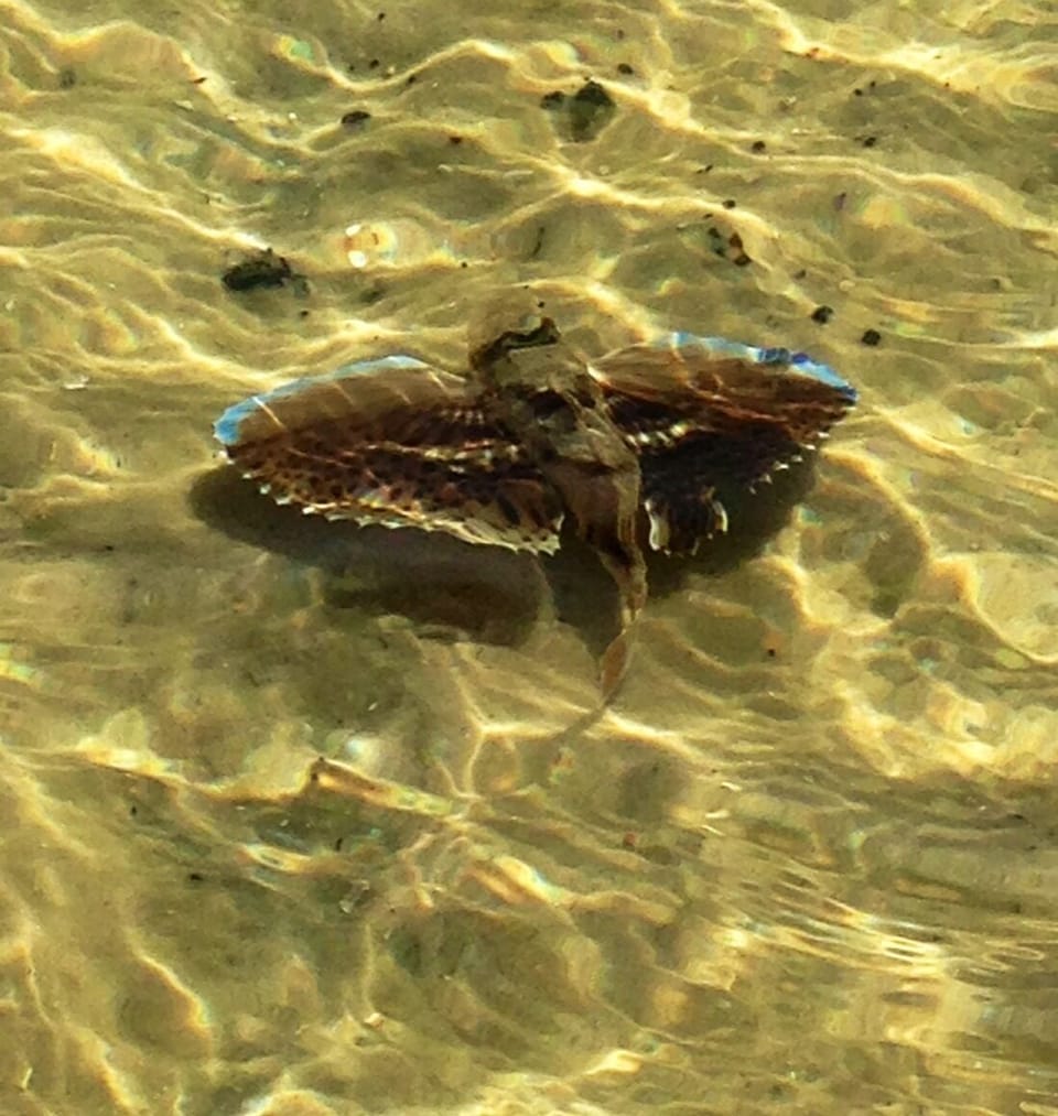 Sea Robin seen at St. Andrews St Park - a super place to spend the day! 