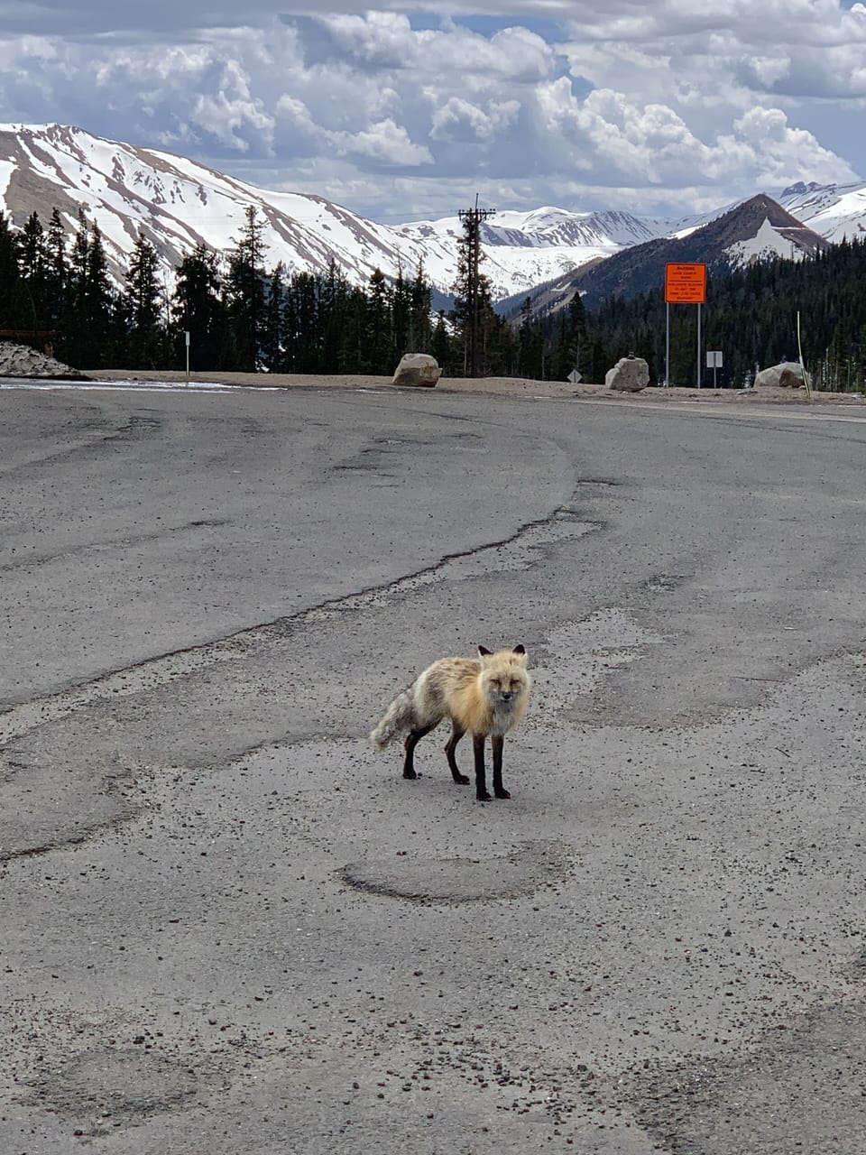 Berthoud Pass resident fox