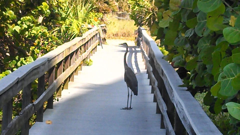 Abundant wildlife; no where to vacation...follow their lead!