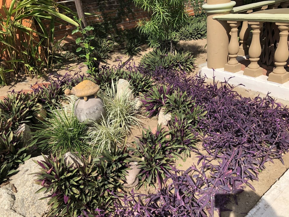 Garden outside our bottom patio entrance