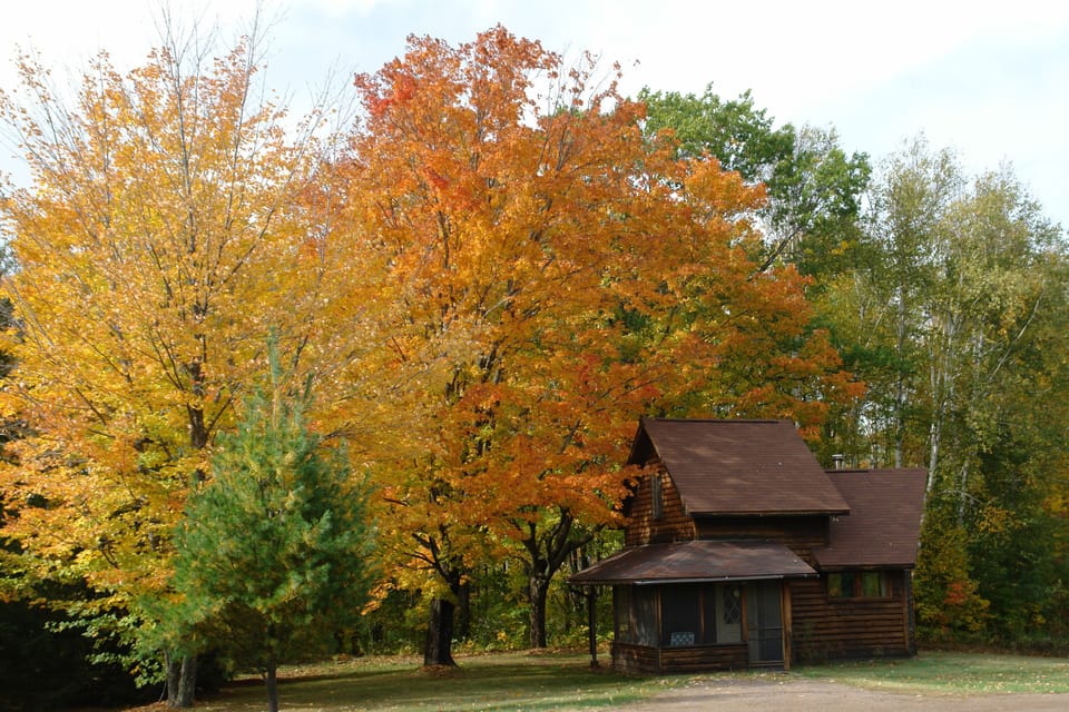 The Birches in Fall