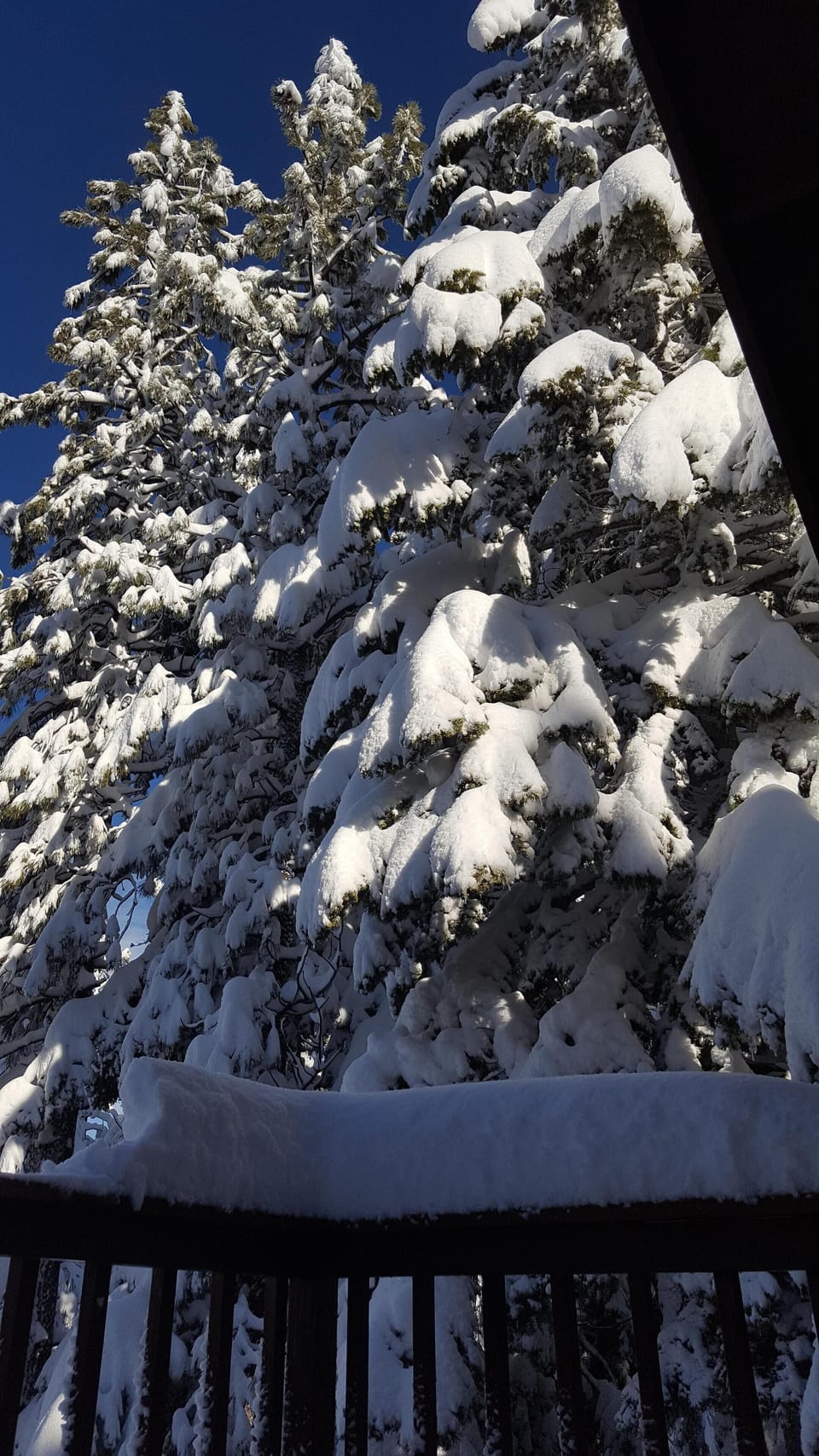 Snow covered trees outside the loft deck