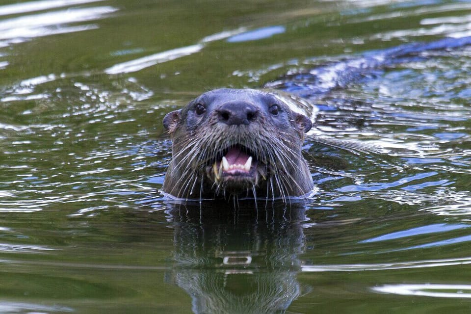 Families of otters, and eagles, Anhingas, turtles, ducks, owls, wookpeckers...