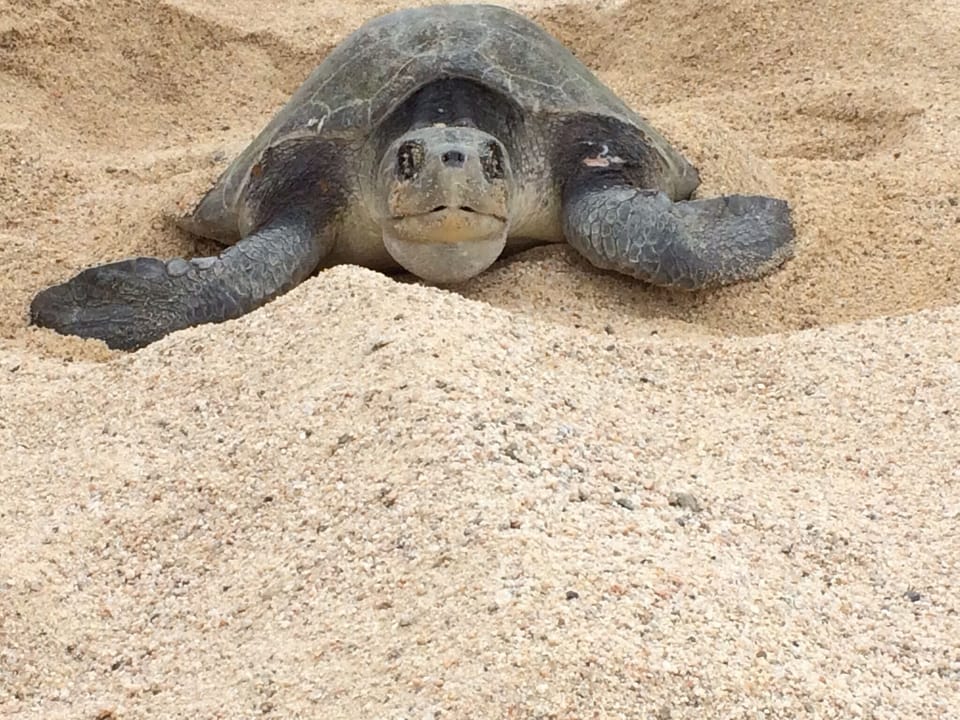 Protected Gridley olive sea turtle laying her eggs on our beach. 