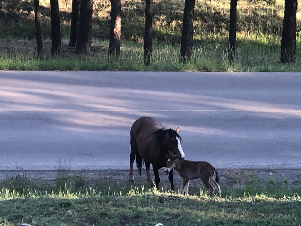 Wild Horses
