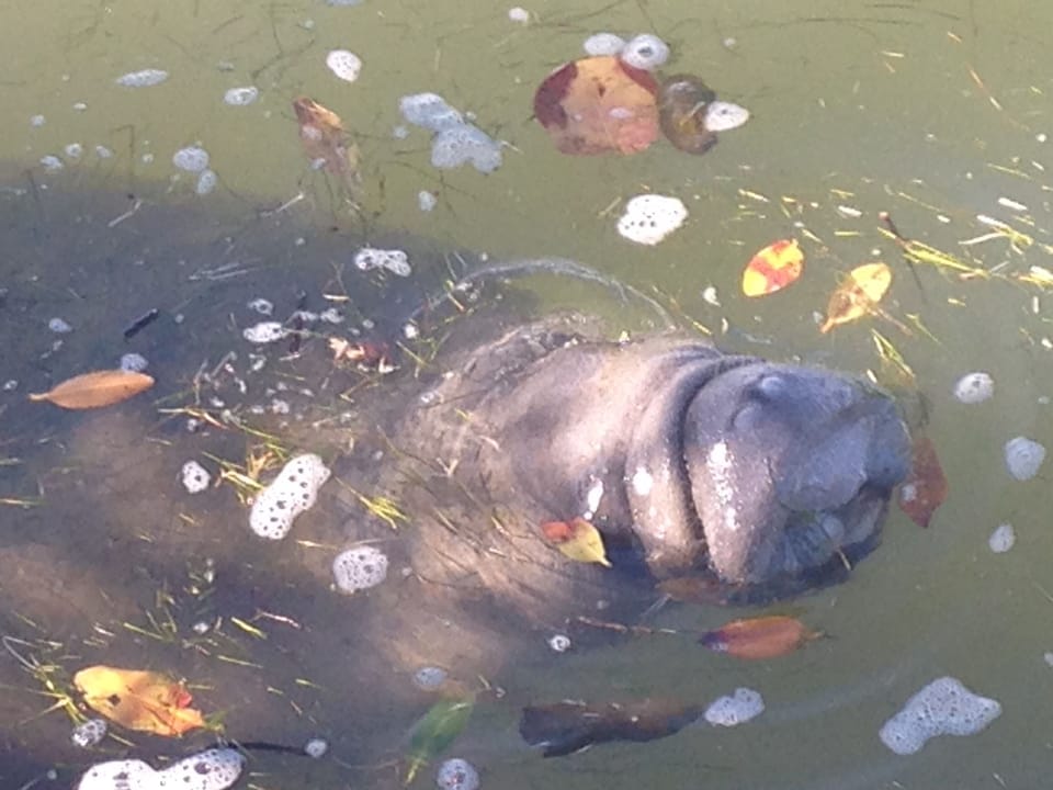 Manatees Up Close and Personal