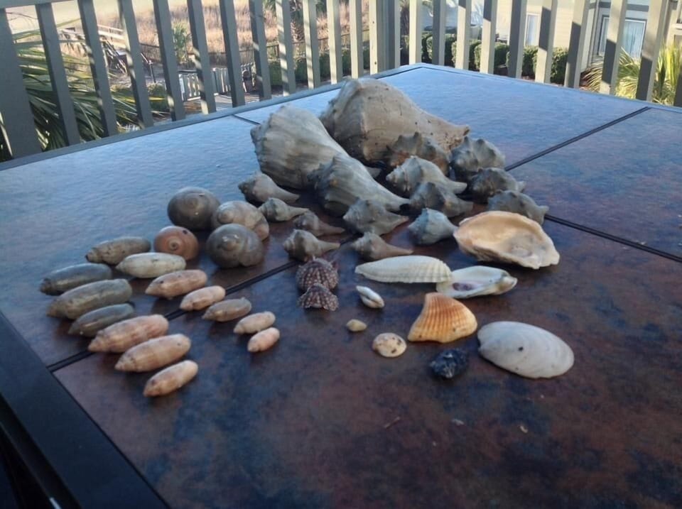Surfside Beach has great shelling