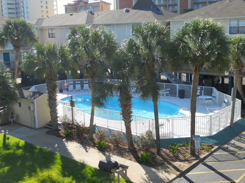 Pool View Surrounded by Beautiful Palm Trees