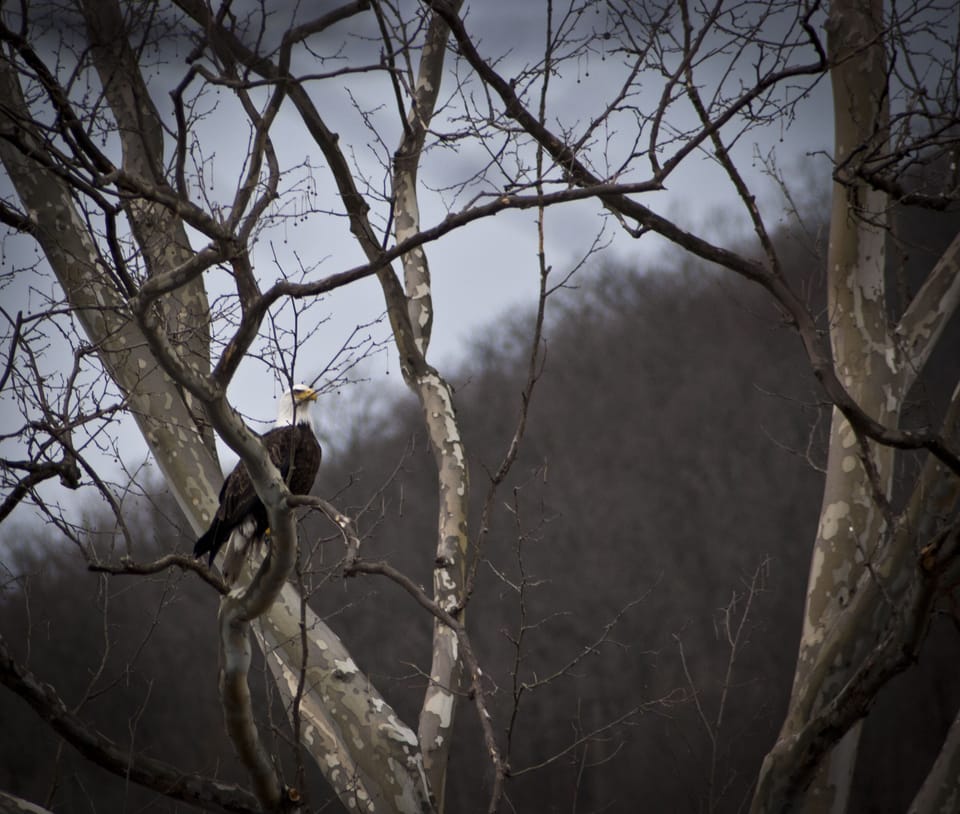 We also have an adult Bald Eagle that frequents the area in search of a meal!