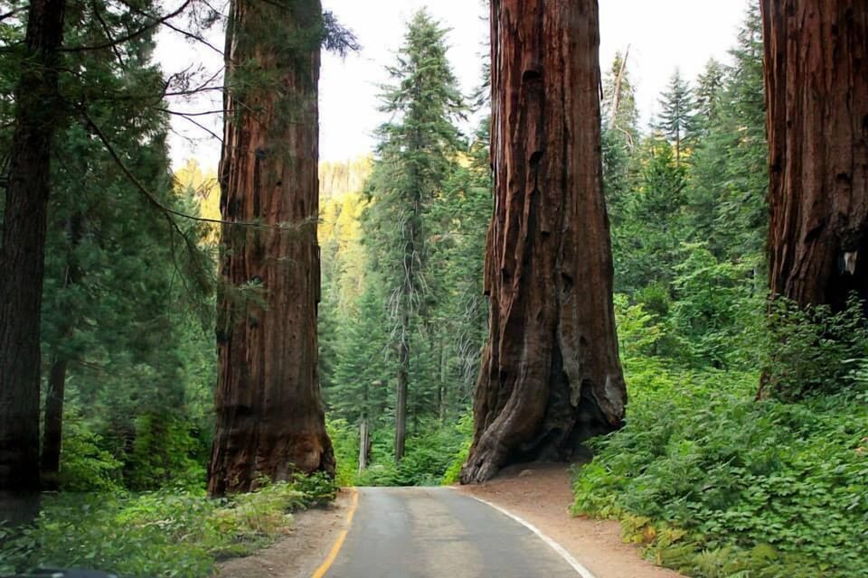 Beautiful Sequoia National Park!