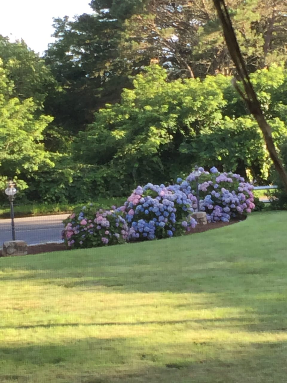 summer lawn and hydrangeas