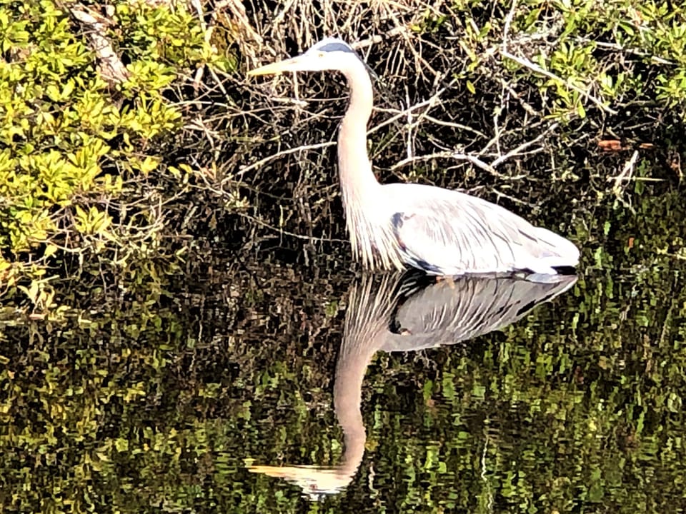 Heron in Our Pond