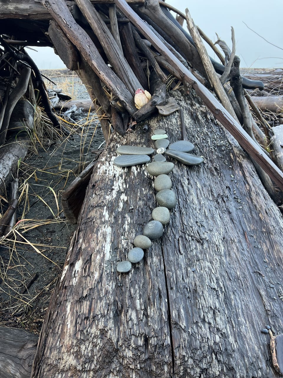 Dragonfly from beach rocks 
