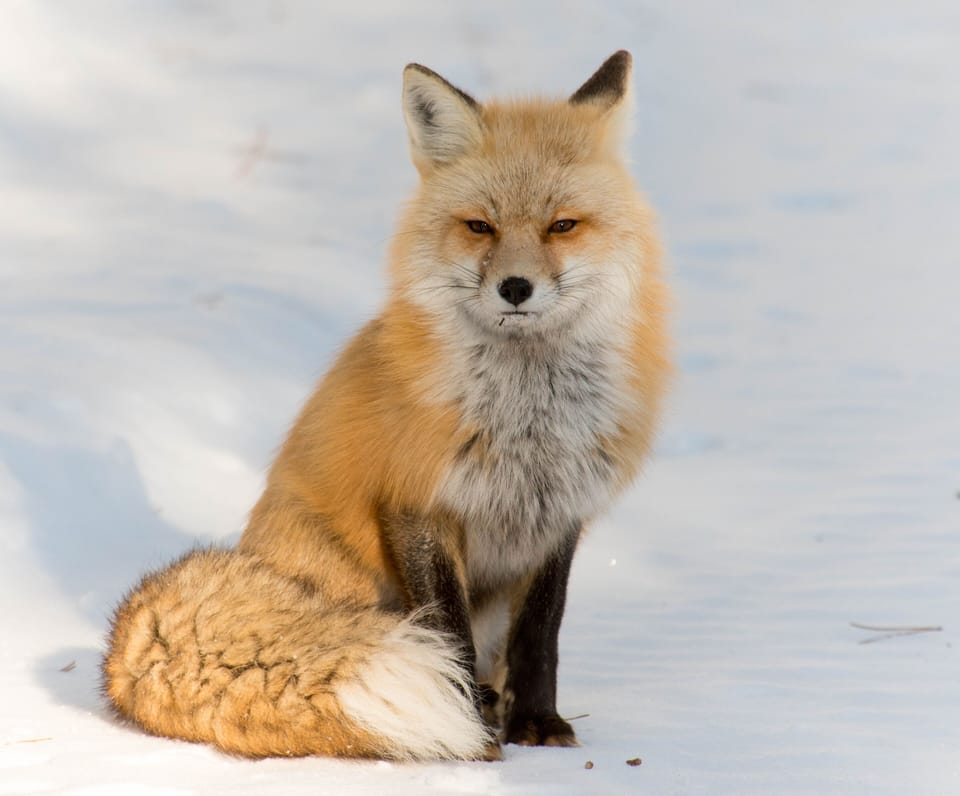 Winter Fox, Big Hole mountains, Photo by Mark Mozley
