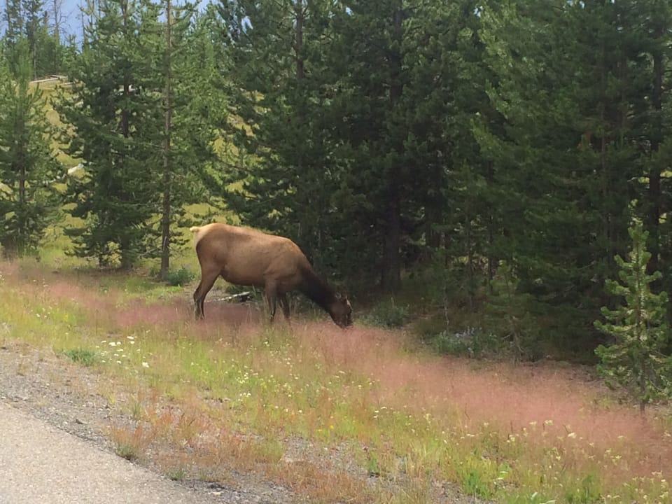 Wildlife is abundant in the area