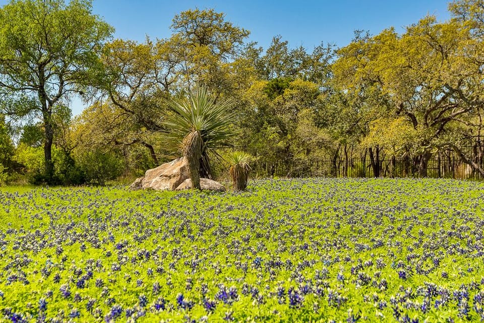 Field of Bluebonnets in front entrance of the Ranch