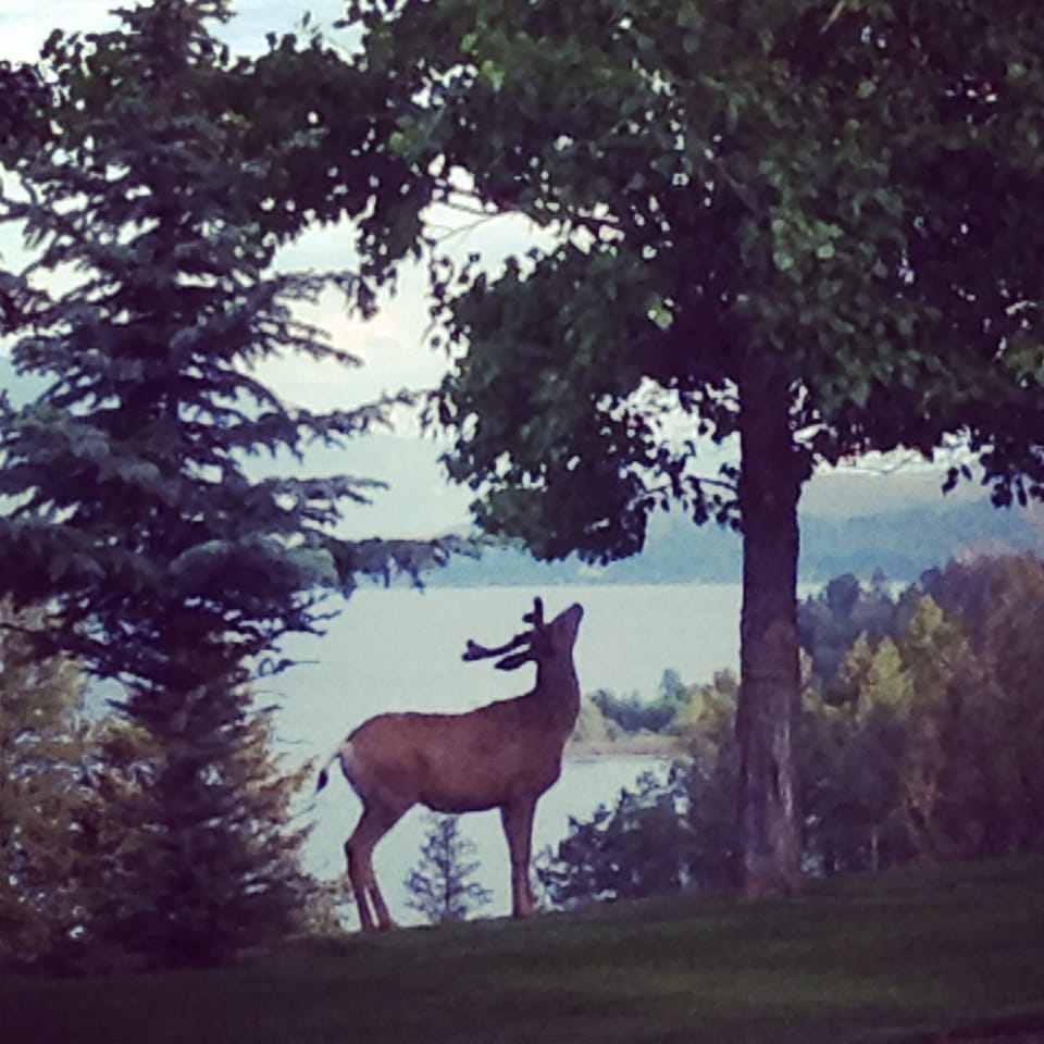 Visiting Deer on the culdesac from the front deck
