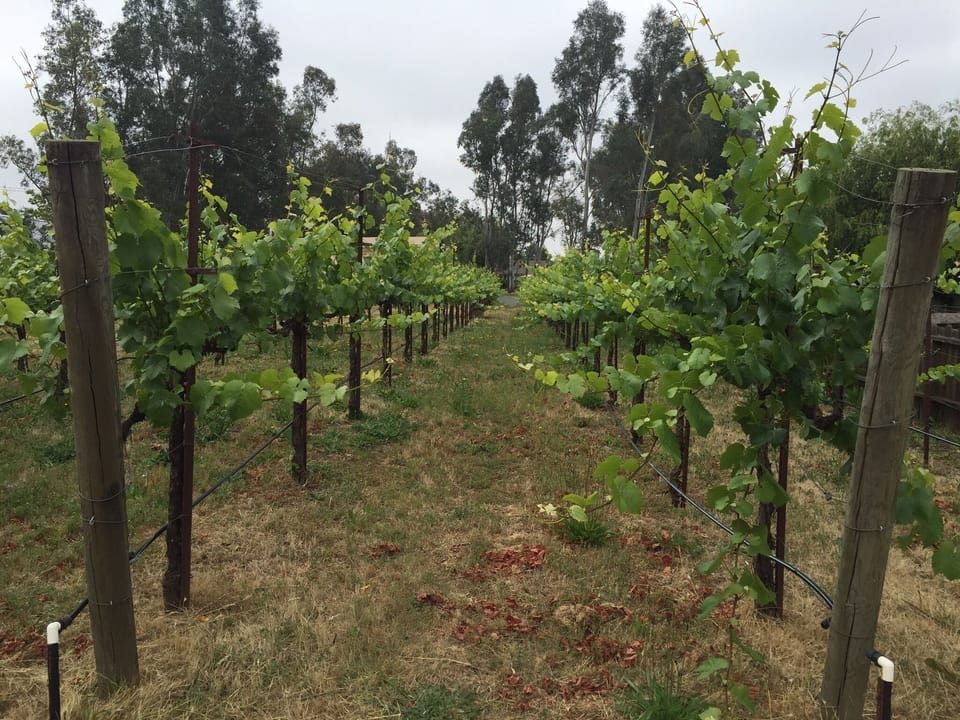 The beautiful vineyards