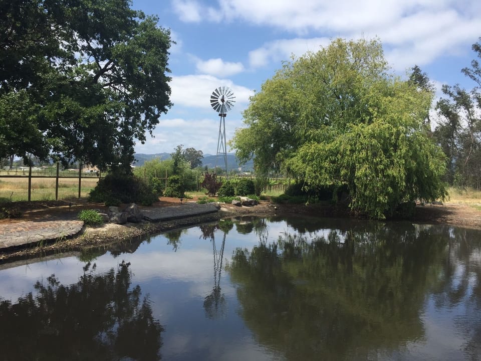 Windmill by the pond. Unfortunately doesnt stay full year round.