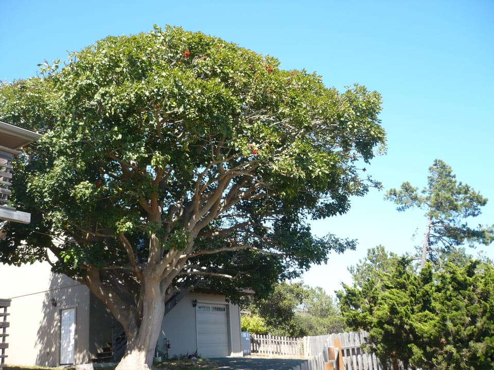 Park beneath the Coral Tree.
Apartment is upstairs.