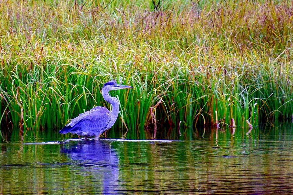 Bird watching from cabin porch:  Blue Heron