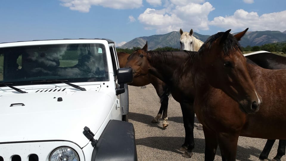*****We  KNOW  where the herds of wild horses and buffalo are near here