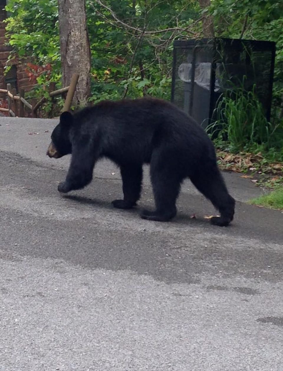 Likely to see a bear during your visit