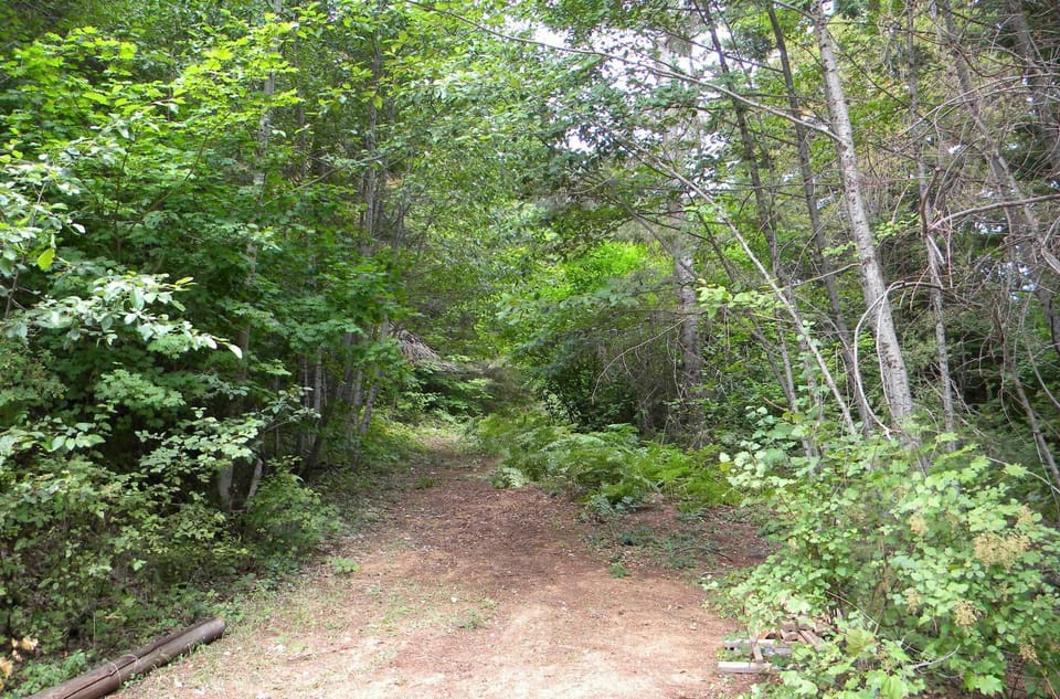 view behind the cabin into private forest 