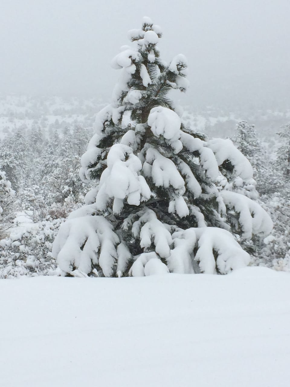Or maybe you wish to be in a “Winter Wonderland”
