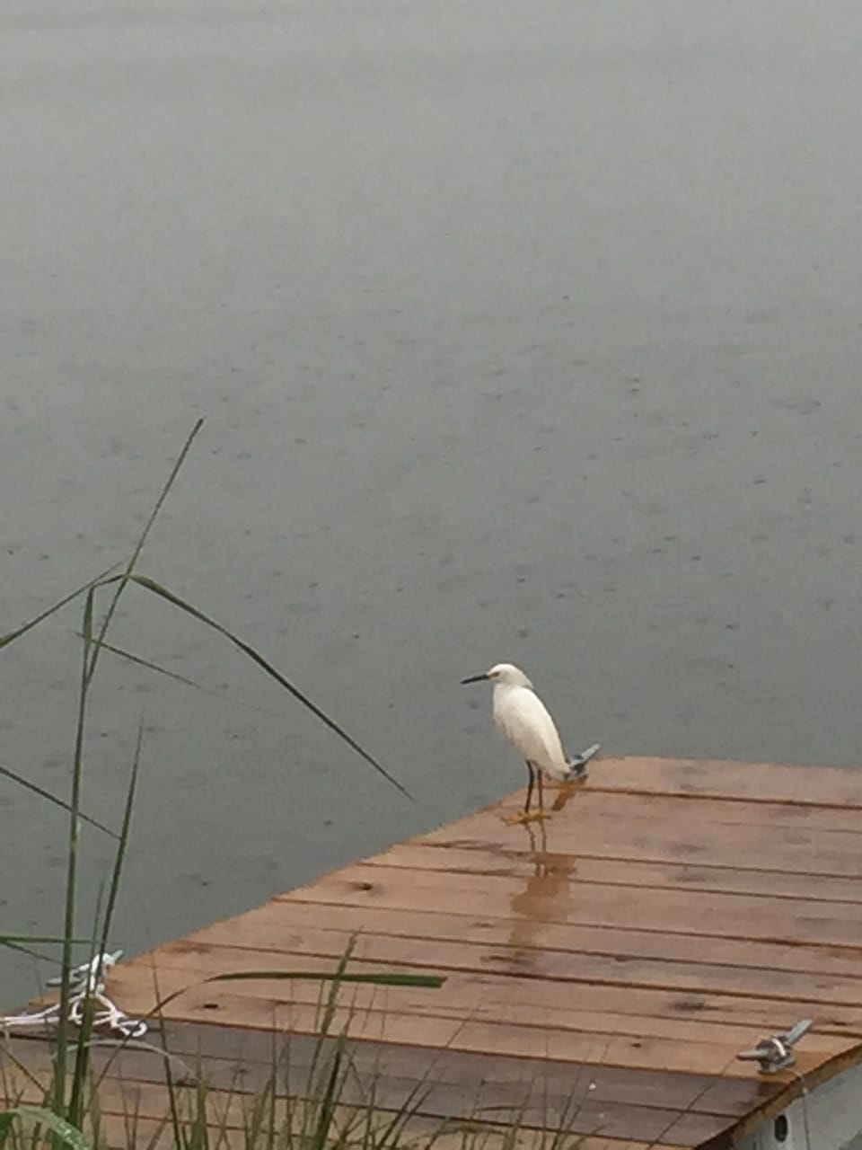 Heron Visiting the private dock 