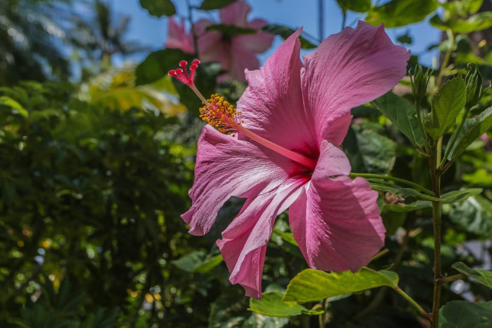Complex - Beautiful Hibiscus