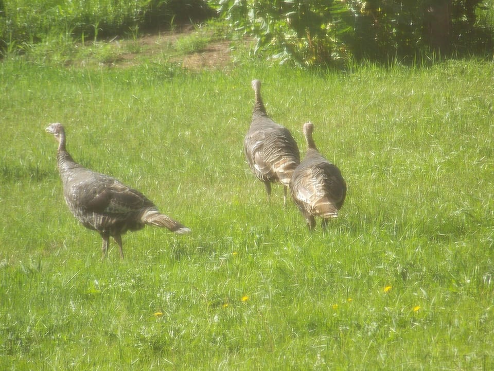 This was taken from inside the back bedroom.