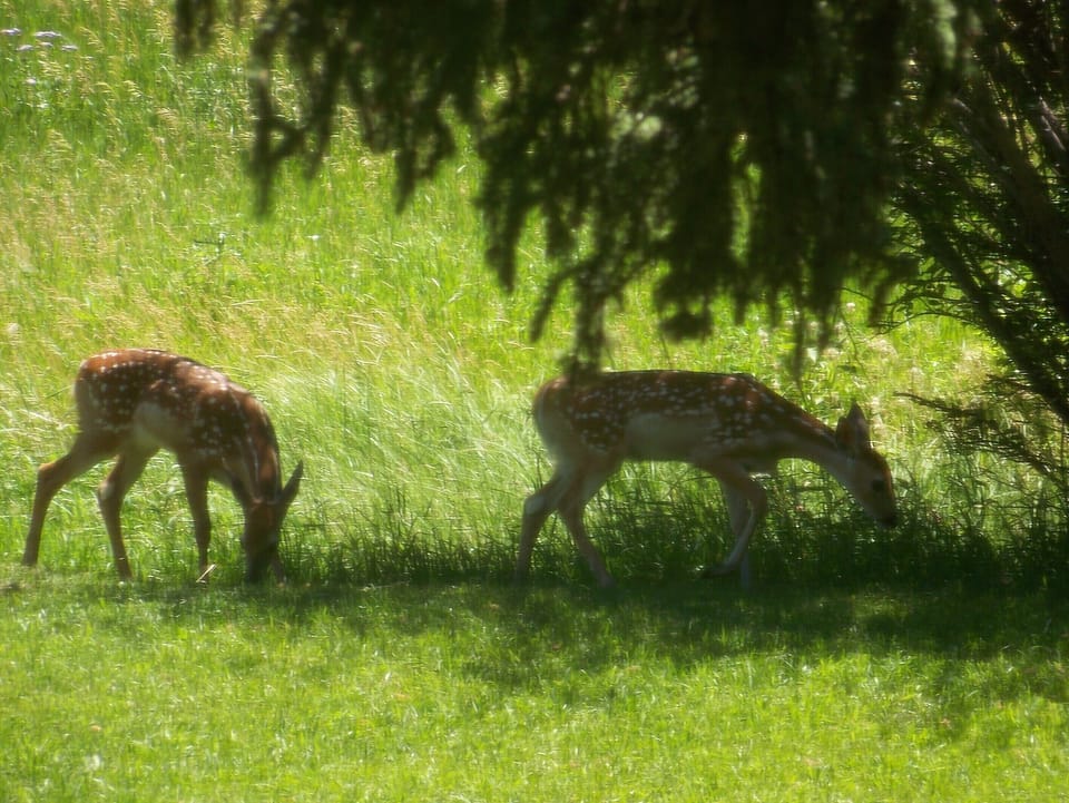 This was taken from inside the screened in porch. They are by the creek. 