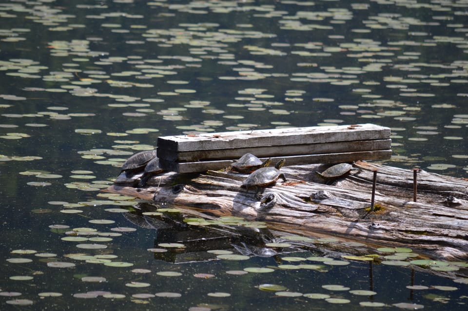Turtles sunning on the old dock in front of the Lodge.