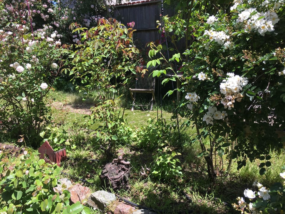 our garden