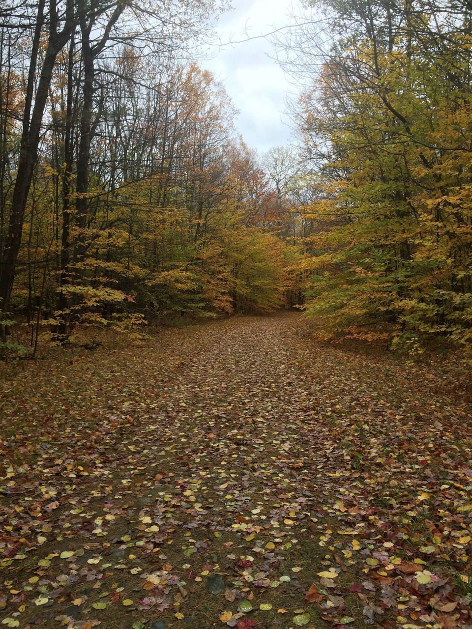 Enjoy the Fall colors and hike or ride your bike to the many trails by our house