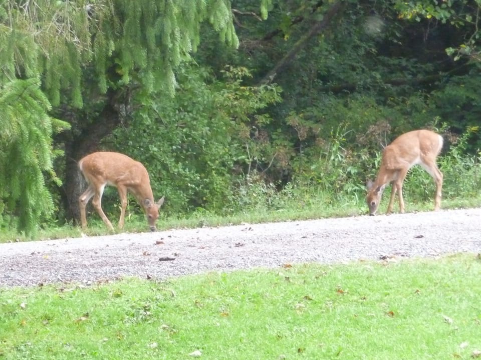 Wildlife is very abundant on all sides of the Villa.