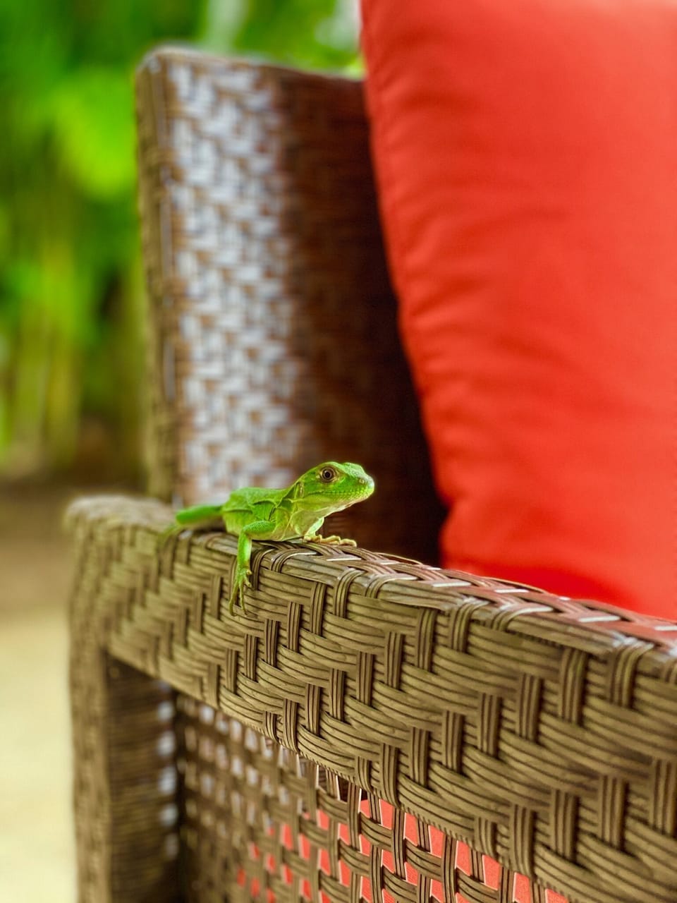 A local friend.