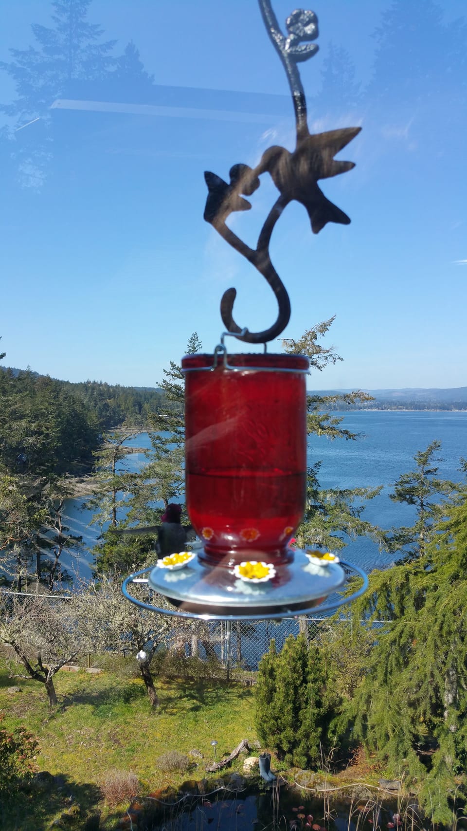 Watch the hummingbirds up close from the deck
