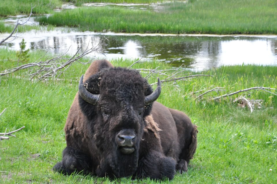 Yellowstone