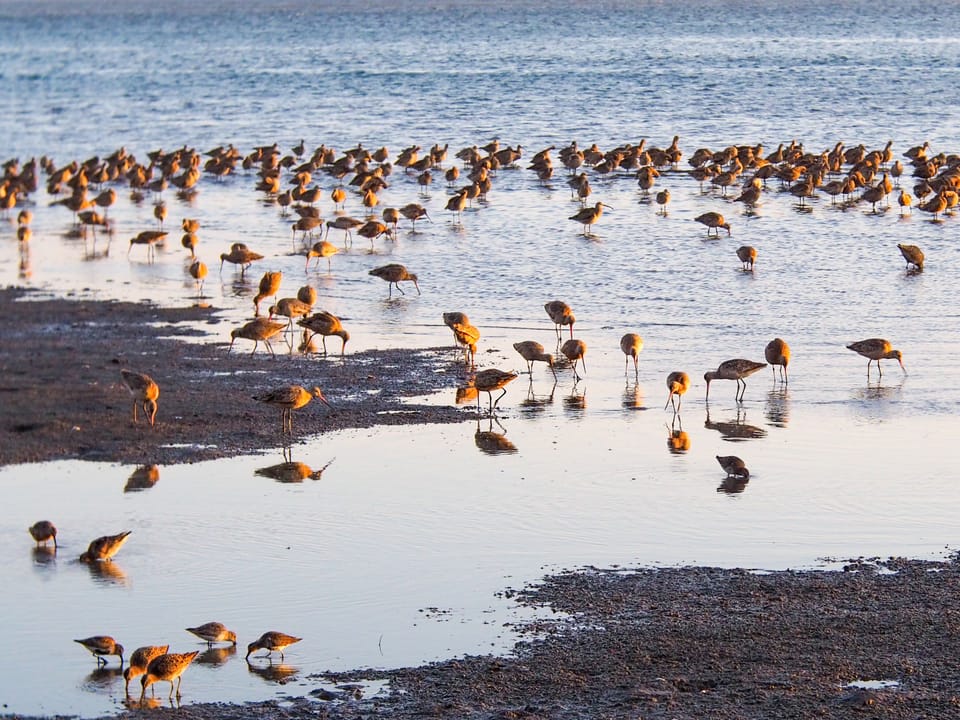 Sandpipers on the bay right below the house
