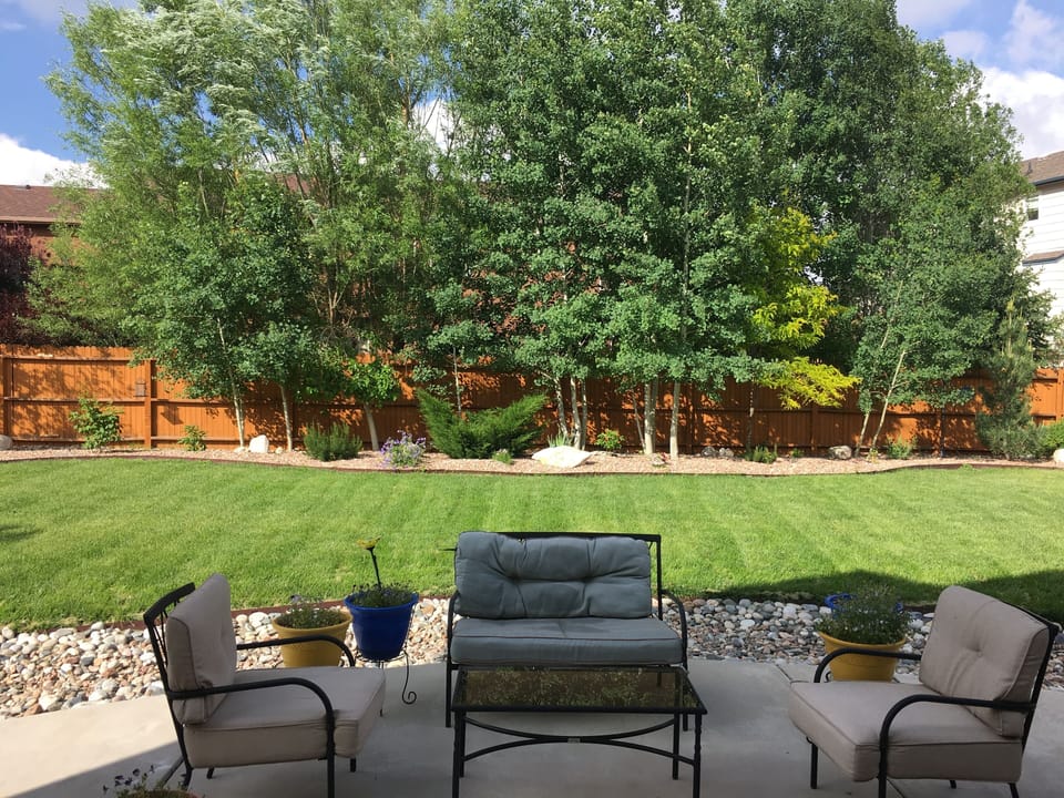 Backyard in Summer