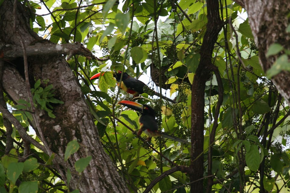 Aracari hiding in the trees over the pool.