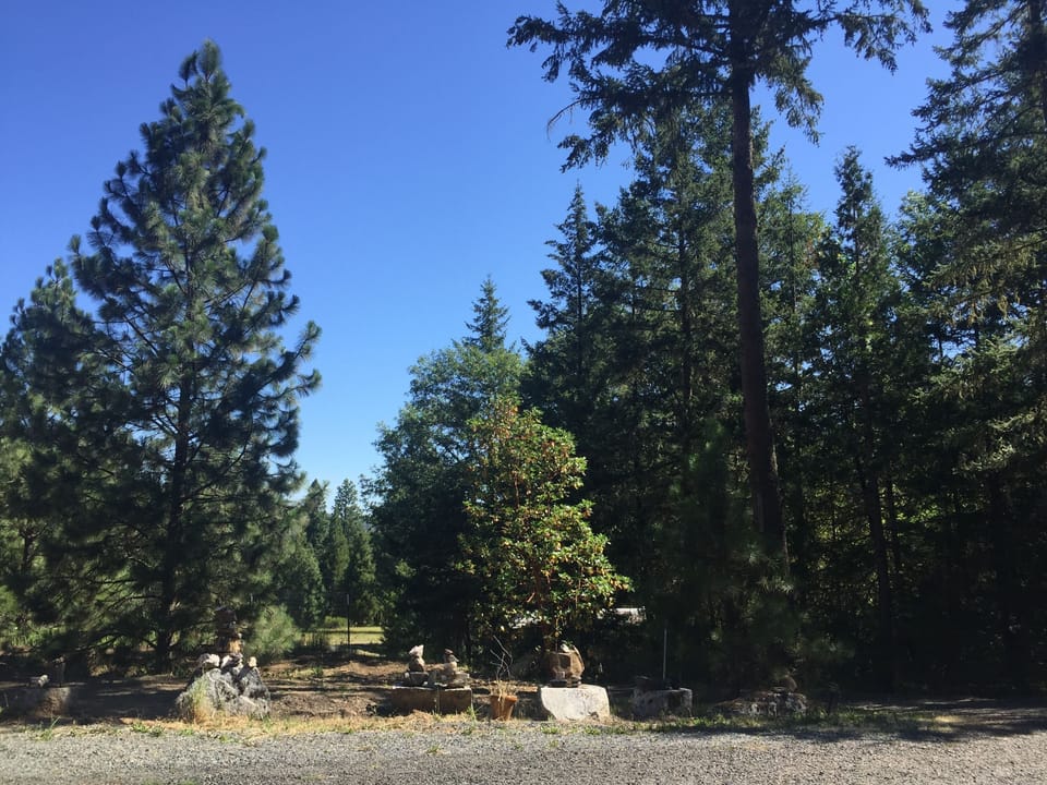 Forest Views....