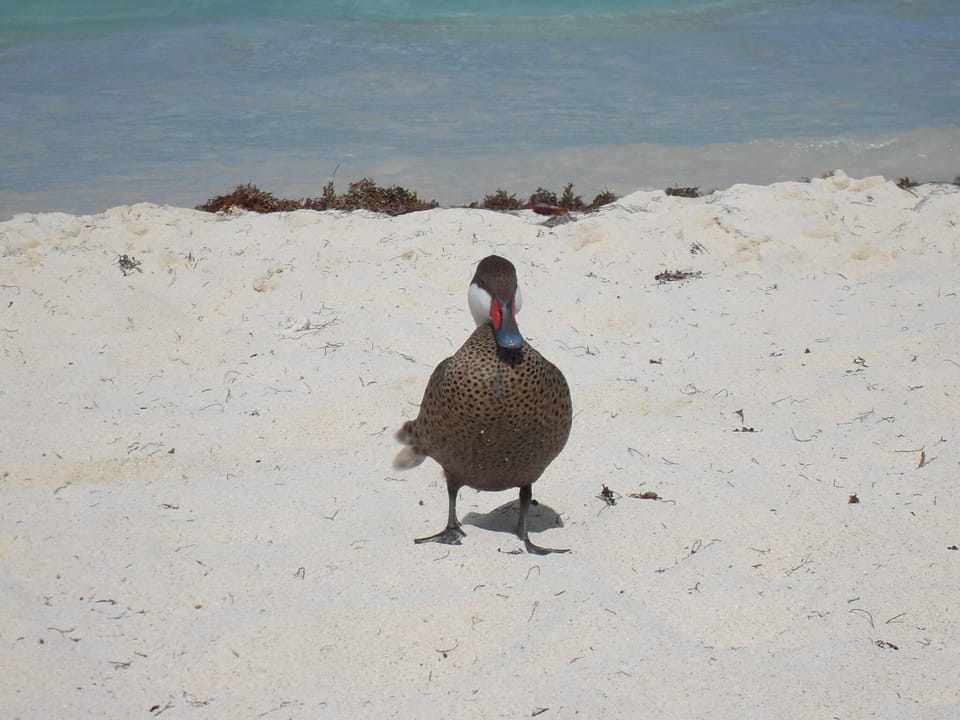 Local wildlife share the beach